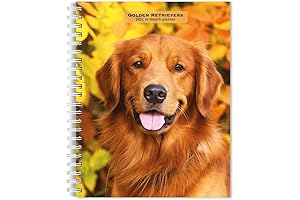 2025 Golden Doodle Wall Calendar