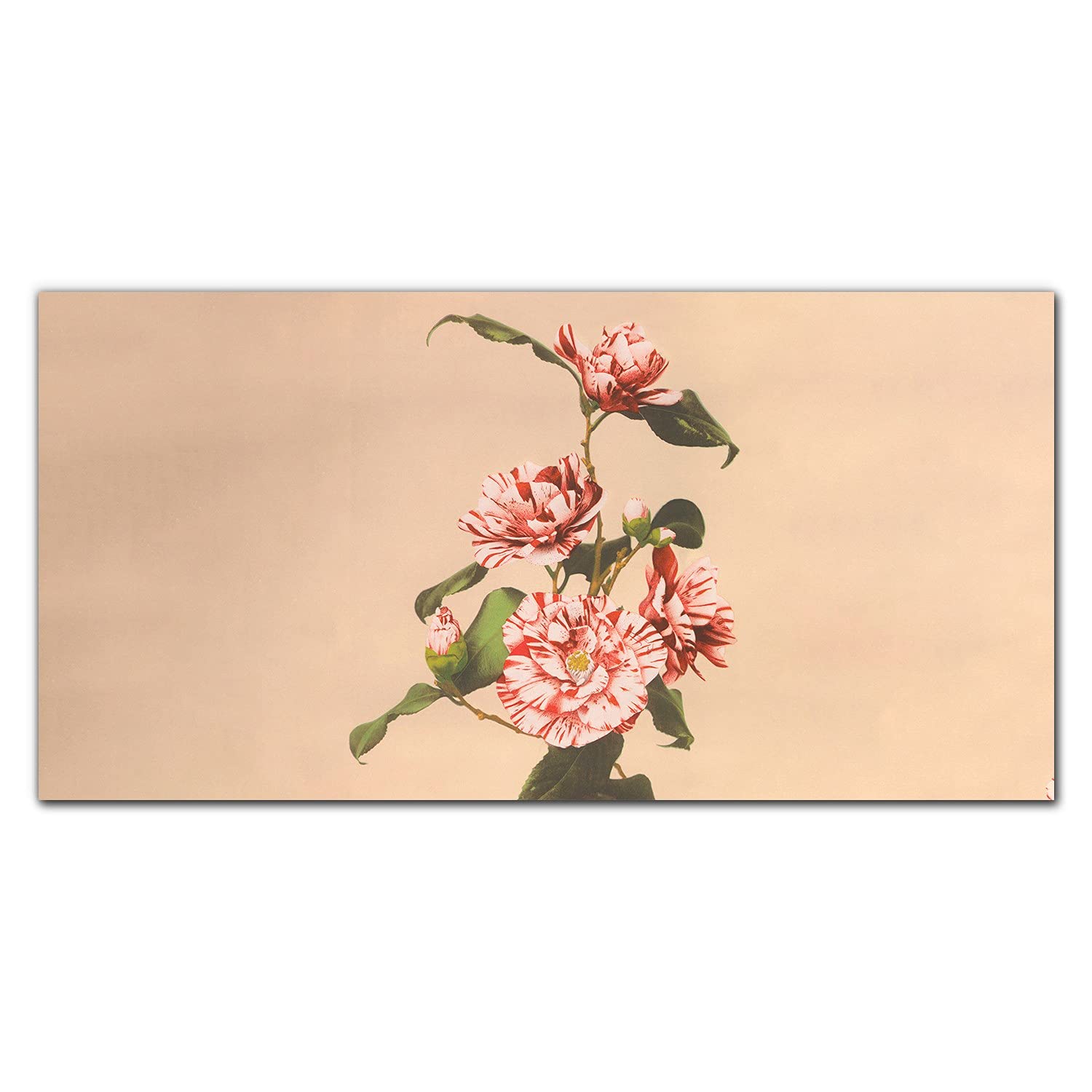 Dosseret en verre trempé fleurs de plantes pour illuminer votre crédence de cuisine adhésive