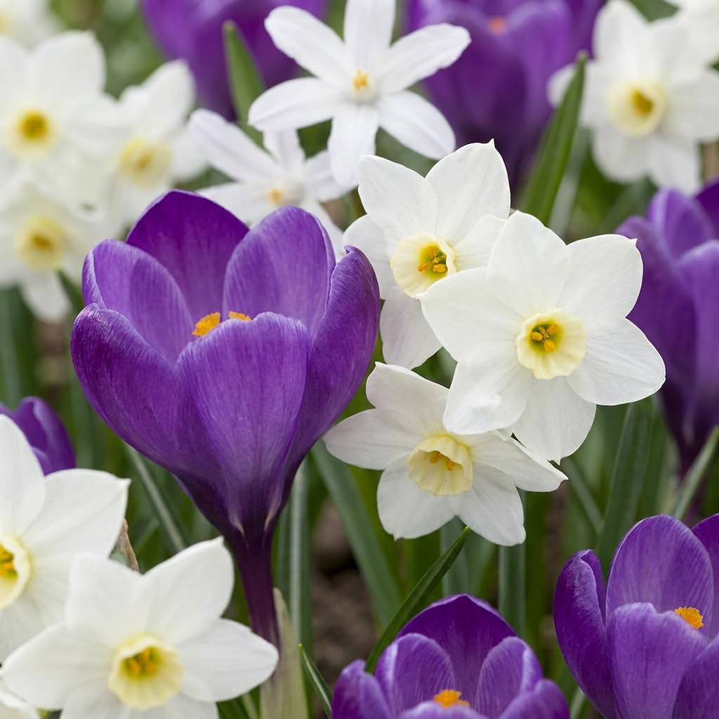 Green boutiQ - 200x Bulb Shade Garden - Jardin d'ombre aux bulbes - Divers - Floraison estivale - Calibre 10/12