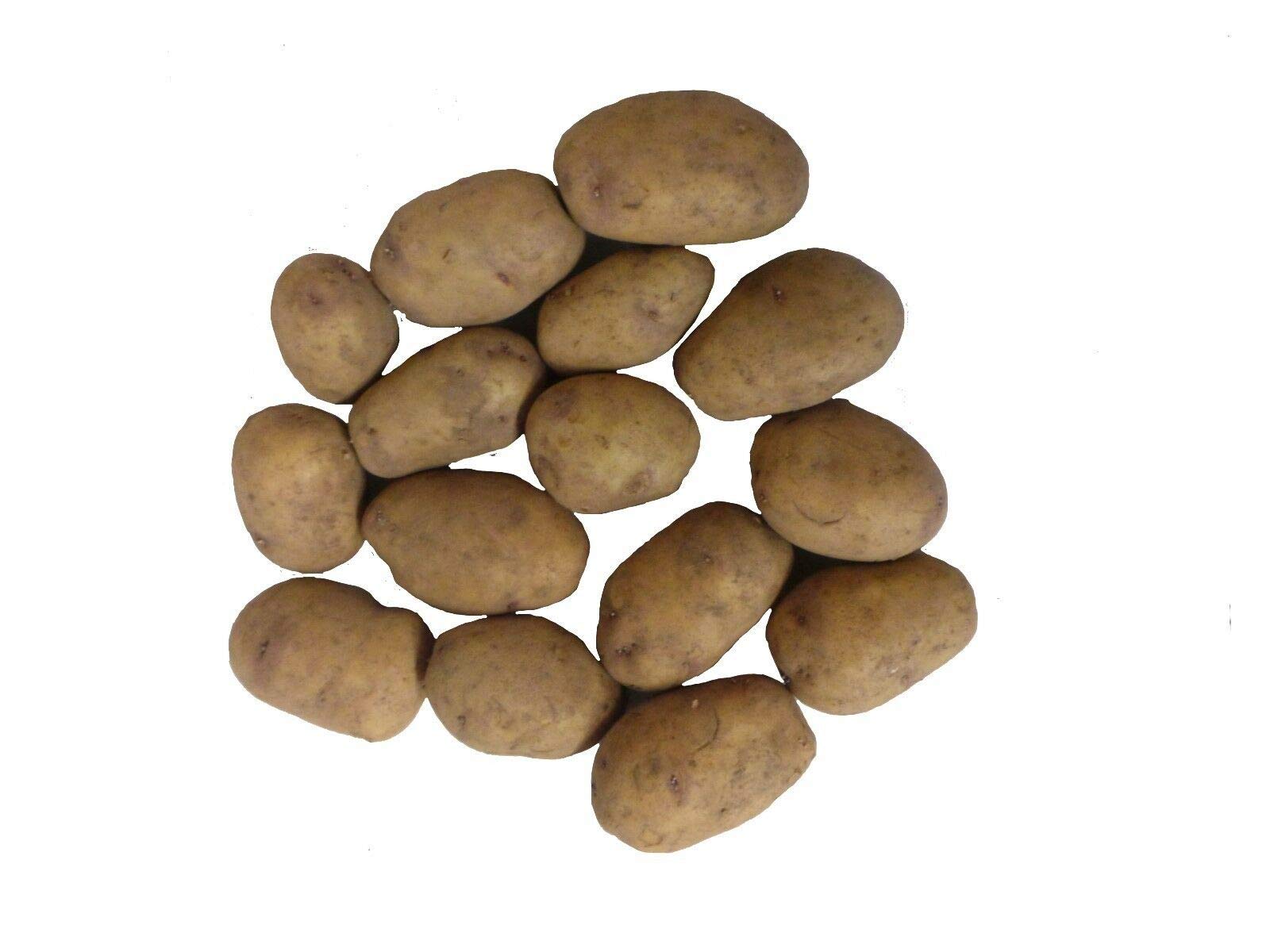 20 x Charlotte Salad Crop Seed Potatoes Easy to Plant and Grow Your Own Potatoes