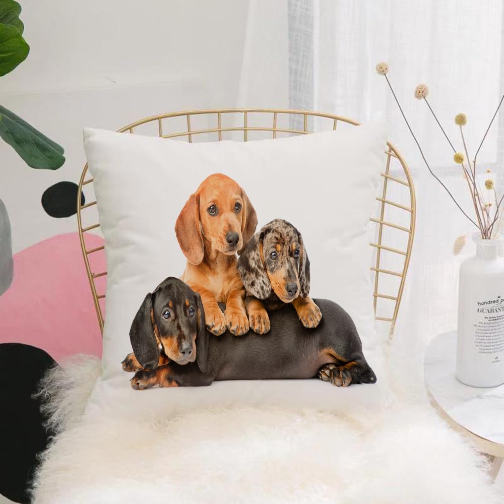 HYOSXW Cushion Cover,Throw Pillow Case Home Decorative for Living Room Bedroom Sofa Chair 16X16 Inch,Group Dachshund puppies lying together. isolated on white background,Pillowcase 40X40cm