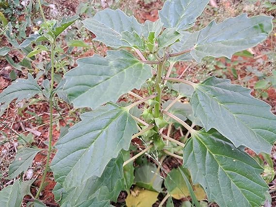 ASPEN® Pedalium Murex | Large Caltrop | Yaanai Nerunjil | Bara Gokhru | Ananerinnil | Palleru Fresh Green Seeds (50) (2B-D1M0-WKMX_Baz)-image-17
