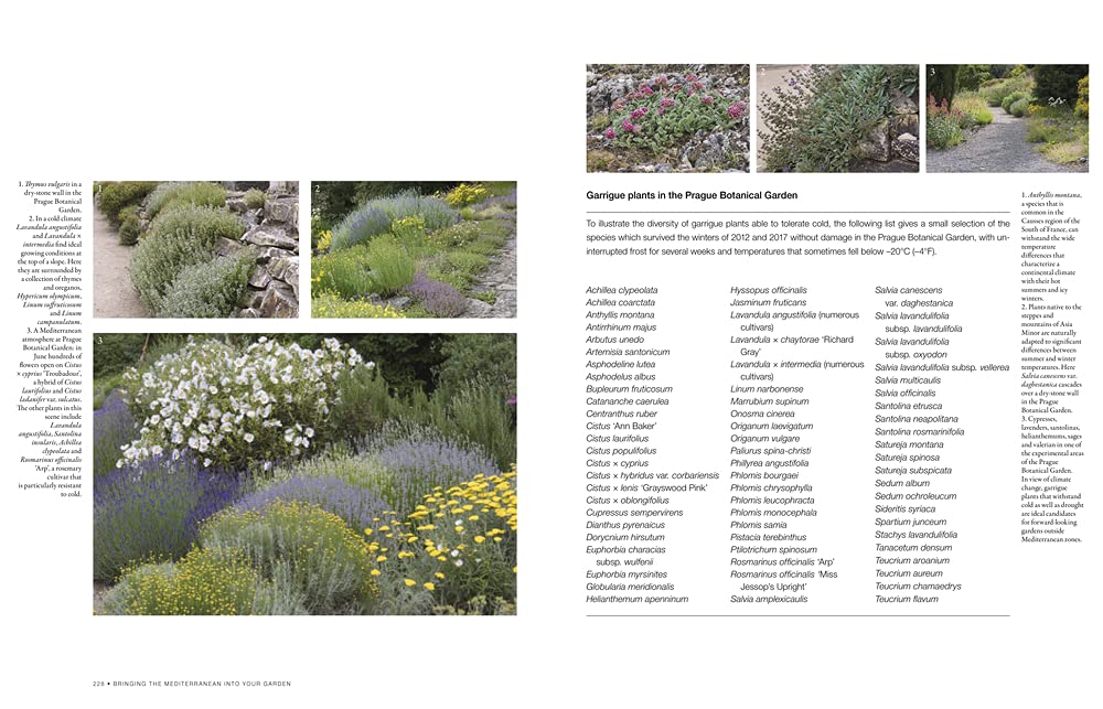 Bringing the Mediterranean into Your Garden: How to capture the natural beauty of the garrigue