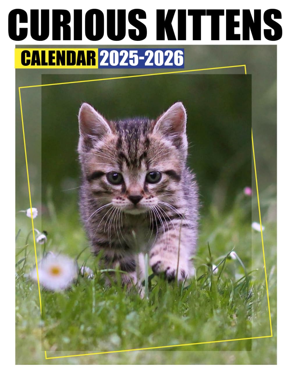 Amazon Curious Kittens Calendar 2025 2026 24Month Covering Jan