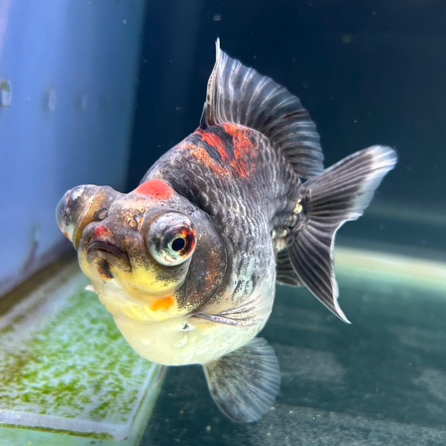 Amazon | 【極上選別個体】極美！ トリカラー出目金ショート