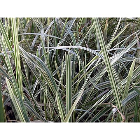 Lincolnshire Pond Plants Ltd Marginal Plants Cover