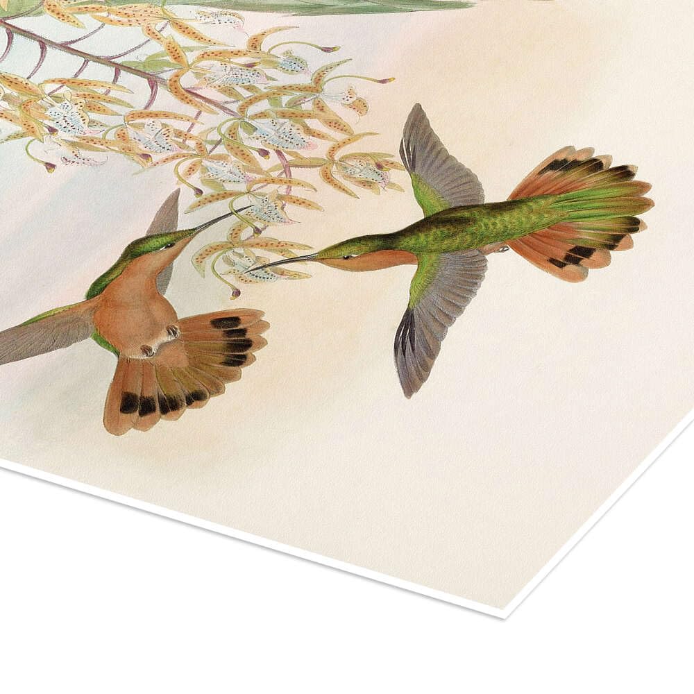 Campylopterus Rufus Plakat