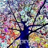 100PCS / Bag seltene Regenbogen-Eucalyptus Deglupta, Bonsai-Baum Topf Hof Anlage für Hausgarten Senden Sie Geschenk Bonsai