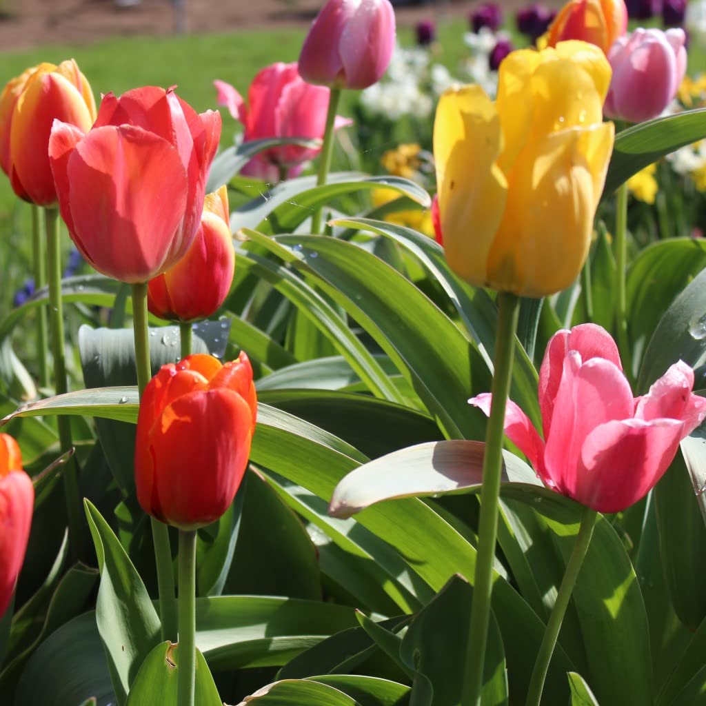 300 Blumenzwiebel bunte Mischung Tulpen Narzissen Krokus Muscari Allium mehrjährig winterhart