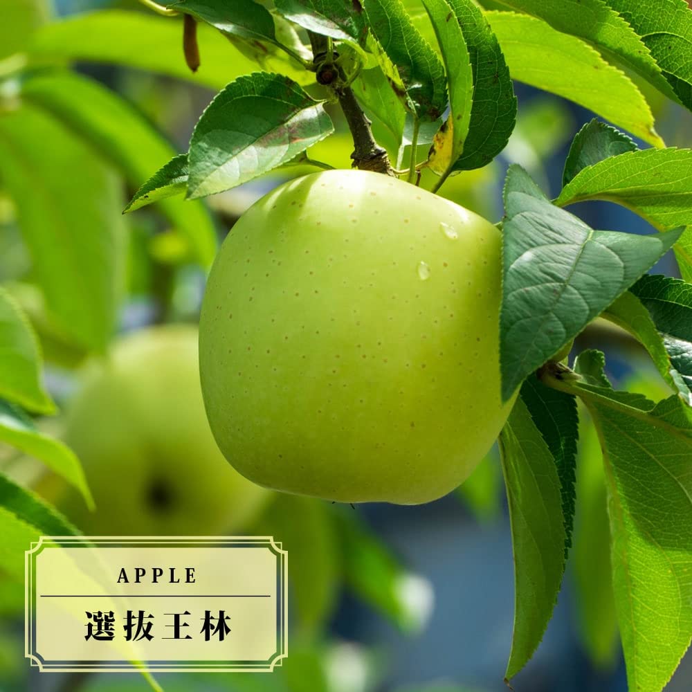 Amazon | りんご苗木 【選抜王林】 1年生接木苗 | 果物