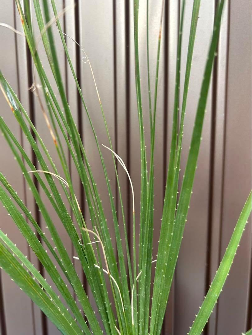 ダシリリオン ミキワネンシス G ダシリリオン ミキワネンシス G ダシリリオン ミキワネンシス G ダシリリオン ミキワネンシス G