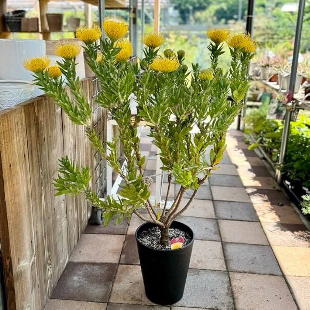 Amazon｜おしゃれ 観葉植物 鉢花：リューコスペルマム カーニバル