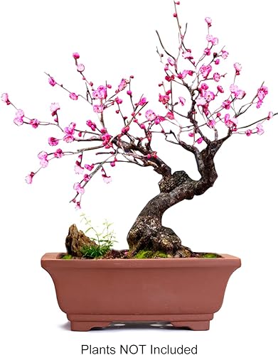 Miniatura 2 de Dahlia - Macetero de barro (zisha) para suculenta con plato para drenaje