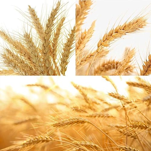 Miniatura 6 de Paquete de 100 gavillas de trigo seco marfil, arreglos de otoño premium, al por mayor, bricolaje, mesa para el hogar, boda, Navidad (amarillo)