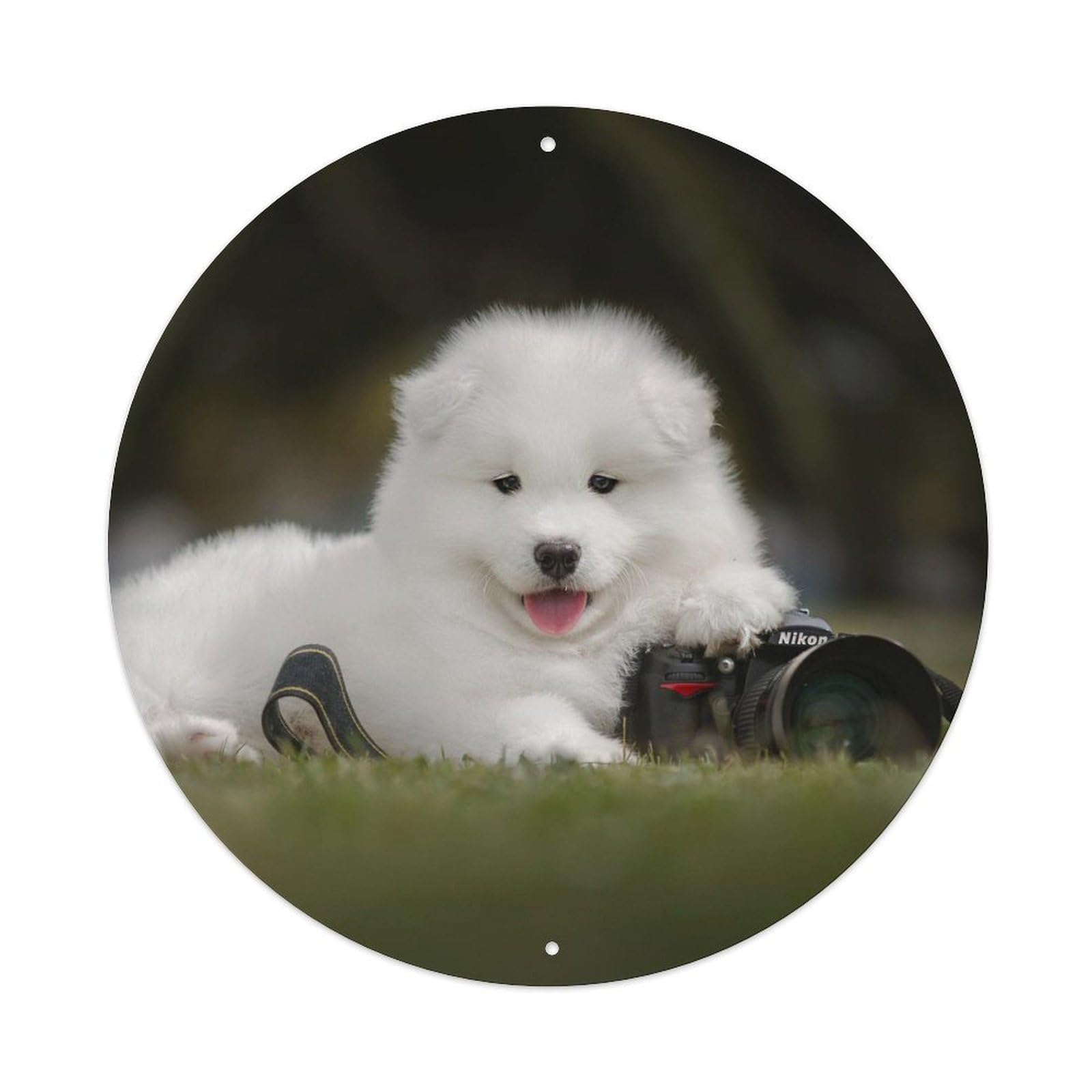 Animal Cute Samoyed And Camera Metal Tin Sign