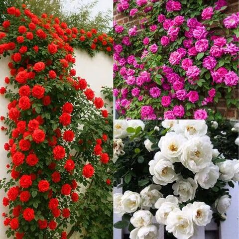 100pcs Mixed Climbing Rose Flower Seeds