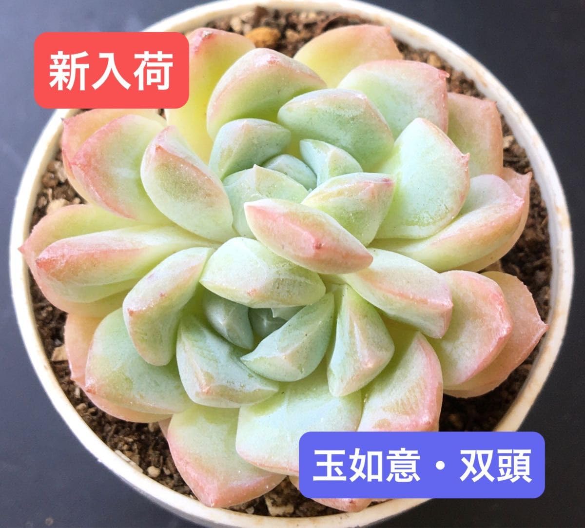 Amazon.co.jp: 韓国苗玉如意 双頭可愛い紅葉大苗超美苗多肉植物