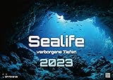 Sealife - verborgene Tiefen - 2023 - Kalender DIN A3: Der Wandkalender mit den schönsten Unterwasser-Motiven!
