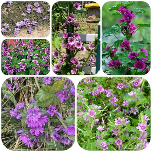 semillas de malva, raras semillas orgánicas de exterior balcón silvestres invernaderos balcón para lugares soleados 700pcs
