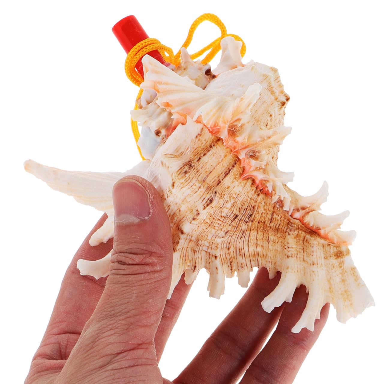 conch shell.sex toy Florida Shells and Gifts Genuine Bahama Pink Conch Shell Horn (Trumpet) 7-8 + Genuine Seashell for Wedding Ceremonies Celebration Pink Beige SS0044a
