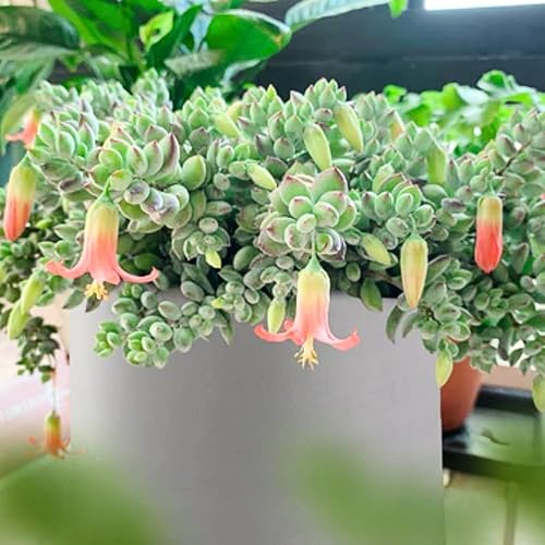 Miniatura 3 de Maceta de cotiledón de 6 pulgadas, planta suculenta viva, planta de casa suculenta para decoración del hogar y la oficina, planta viva rara de