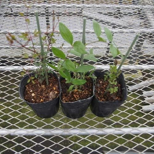 Amazon 多年草 クレマチス カイウ 2年苗 イングリッシュガーデン 花