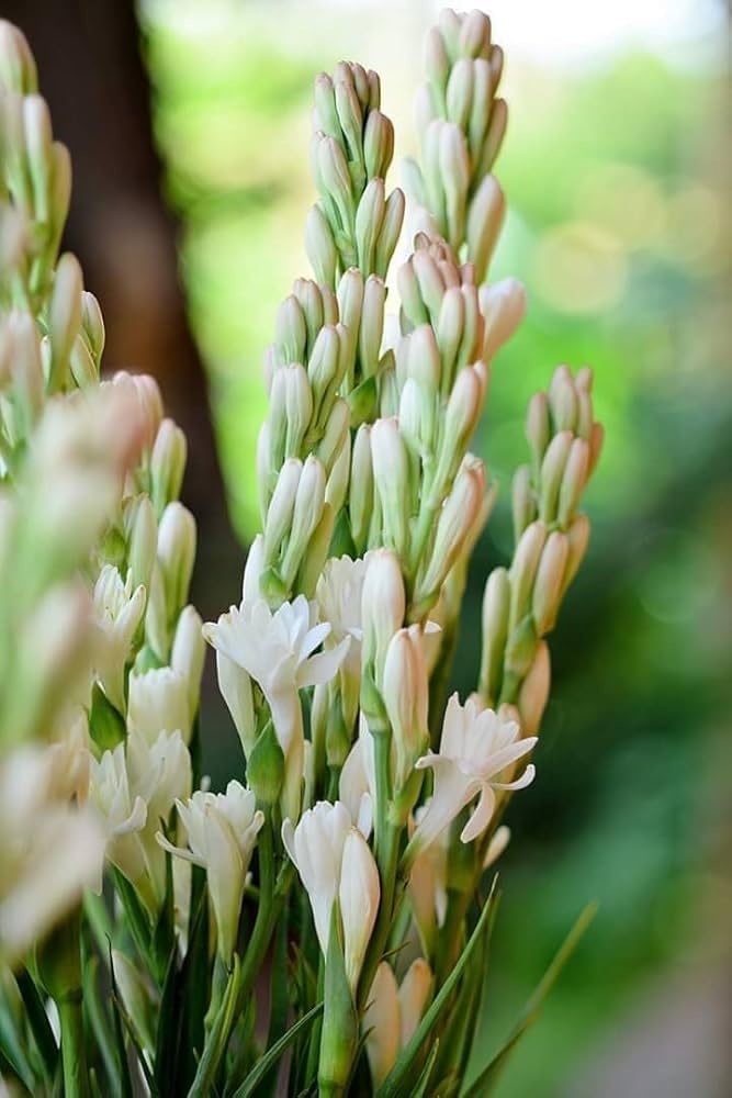 Sflyers | Signature Tuberose Collection: Fresh-Cut Rajanigandha Sticks | pack of 4 | Elegant Floral Arrangements to Elevate Your Living Space & Mood-image-23