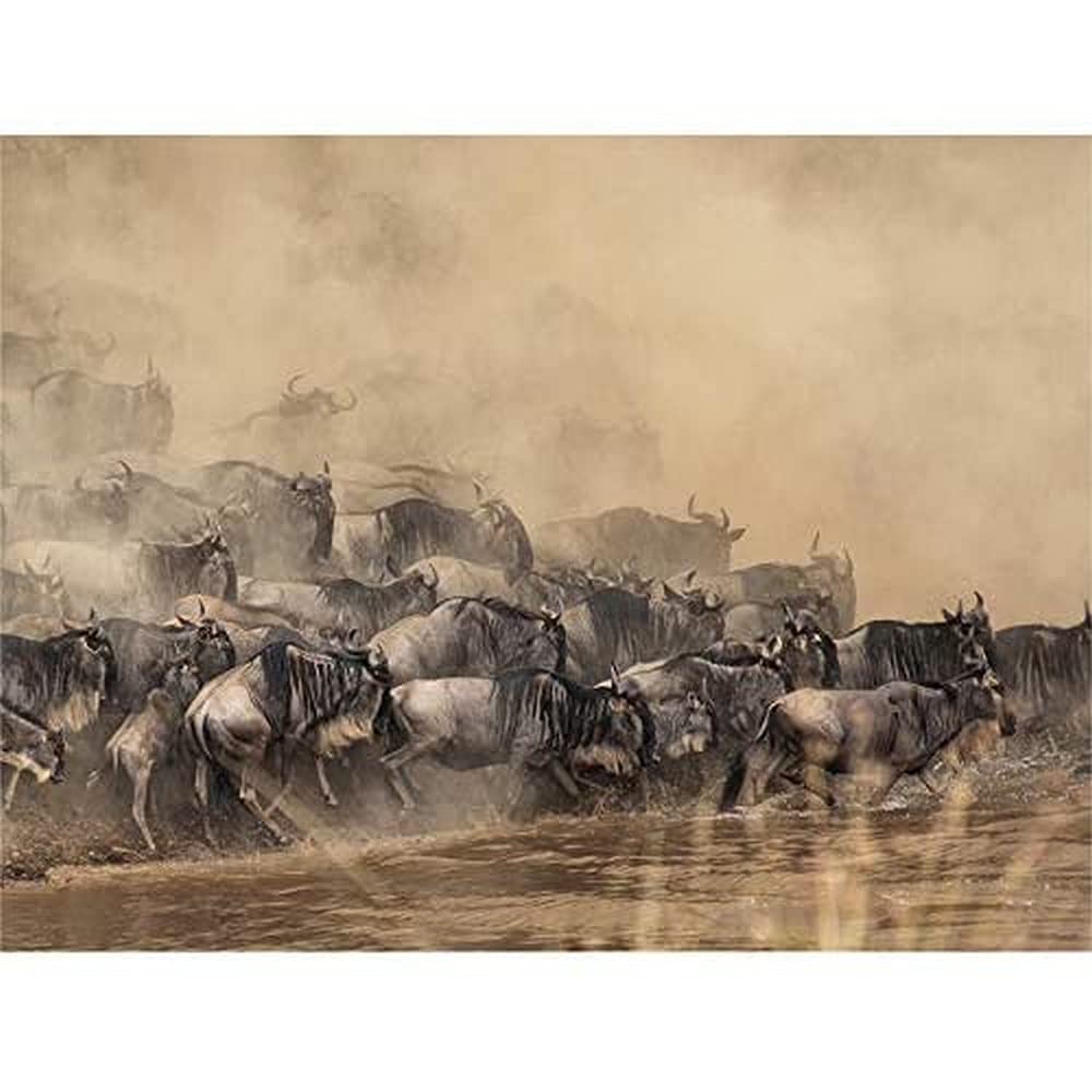 Wildebeest Antelope Herd Dust Wall Art Print