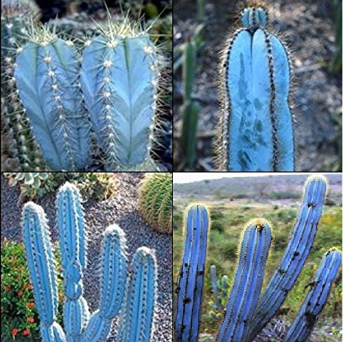 Pilosocereus Magnificus Amazing Blue Sky Cactus Rare 5 Seeds Limited