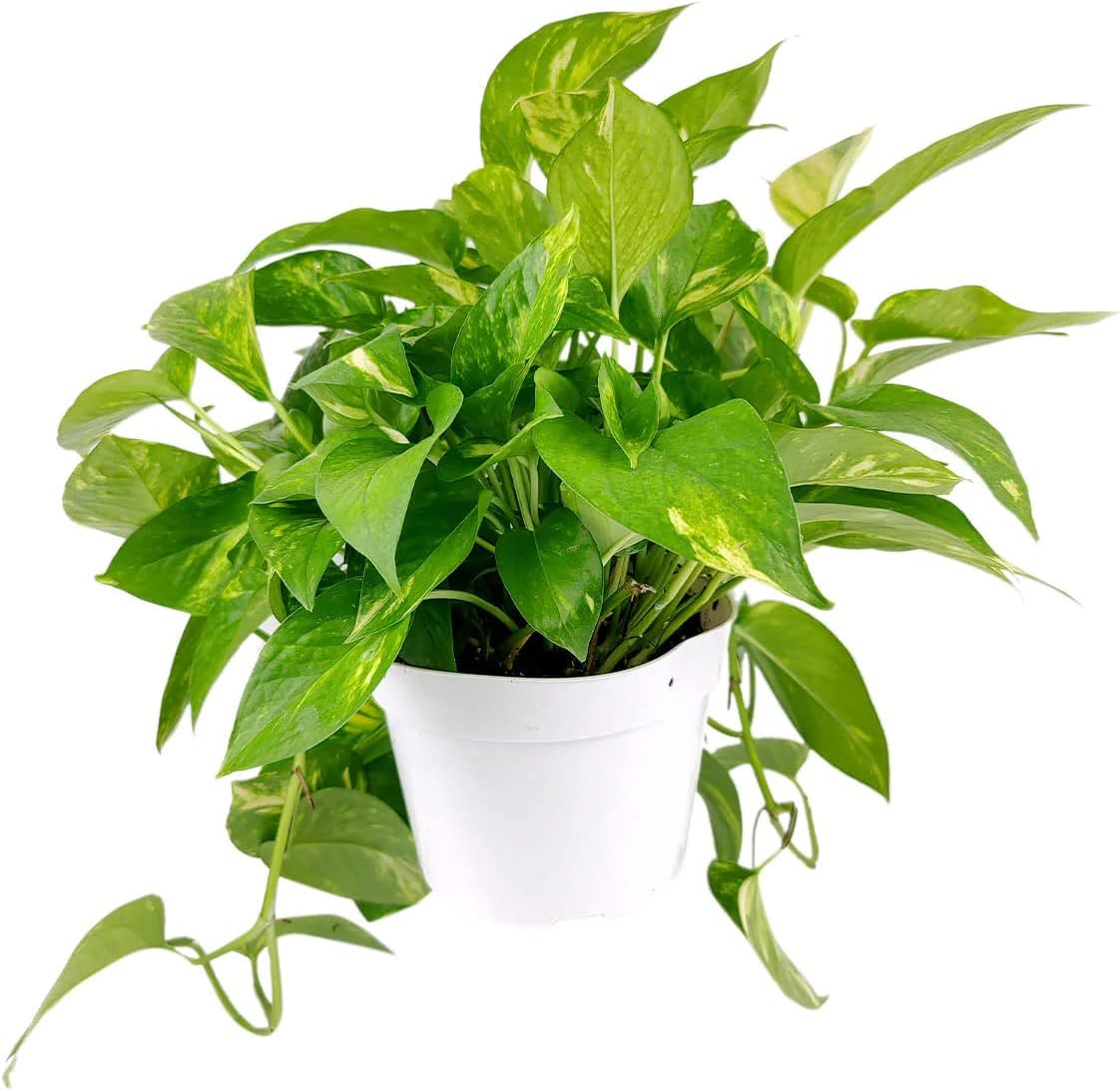 Golden Pothos (4" Grower Pot) - Trailing Air- Purifying, Easy to Grow Houseplant - Live Healthy Houseplant for Home Office Decoration