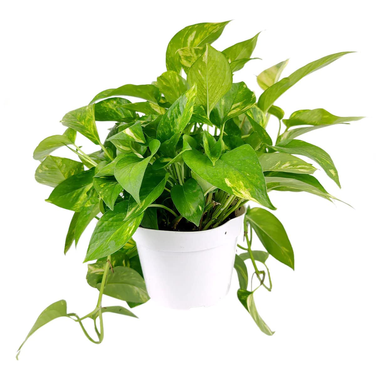 SUCCULENTS BOX Golden Pothos