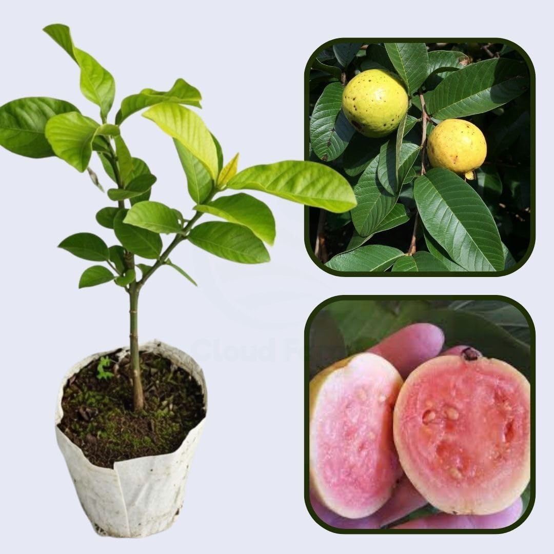 Tunisian Pink Guava Plant Pink Flesh Tropical Fruit Tree Variety Ideal For Home Garden Plantation And Backyard Fruit Production_CF_Ti290-image-1