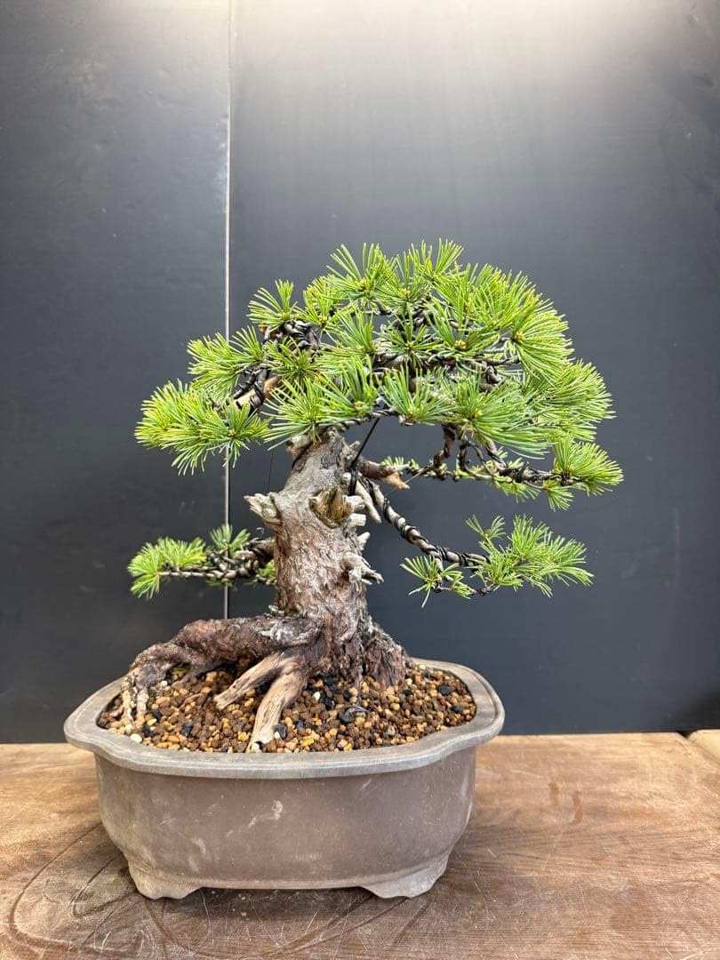 Amazon｜五葉松中盆栽 葉性良好幹太古木真柏黒松｜観葉植物 オンライン通販