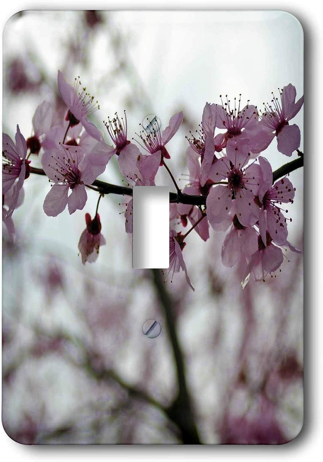 3dRose lsp_47704_1 Delicate Pink Cherry Blossom Flowers- Spring Photography Single Toggle Switch