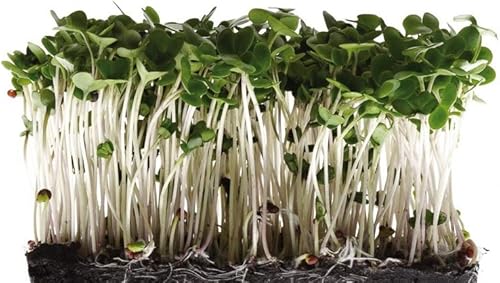 Miniatura 2 de Semillas de brócoli de 8 onzas para germinar microgreens marca "COOL BEANS n SPROUTS". Un superalimento lleno de antioxidantes y nutrientes que