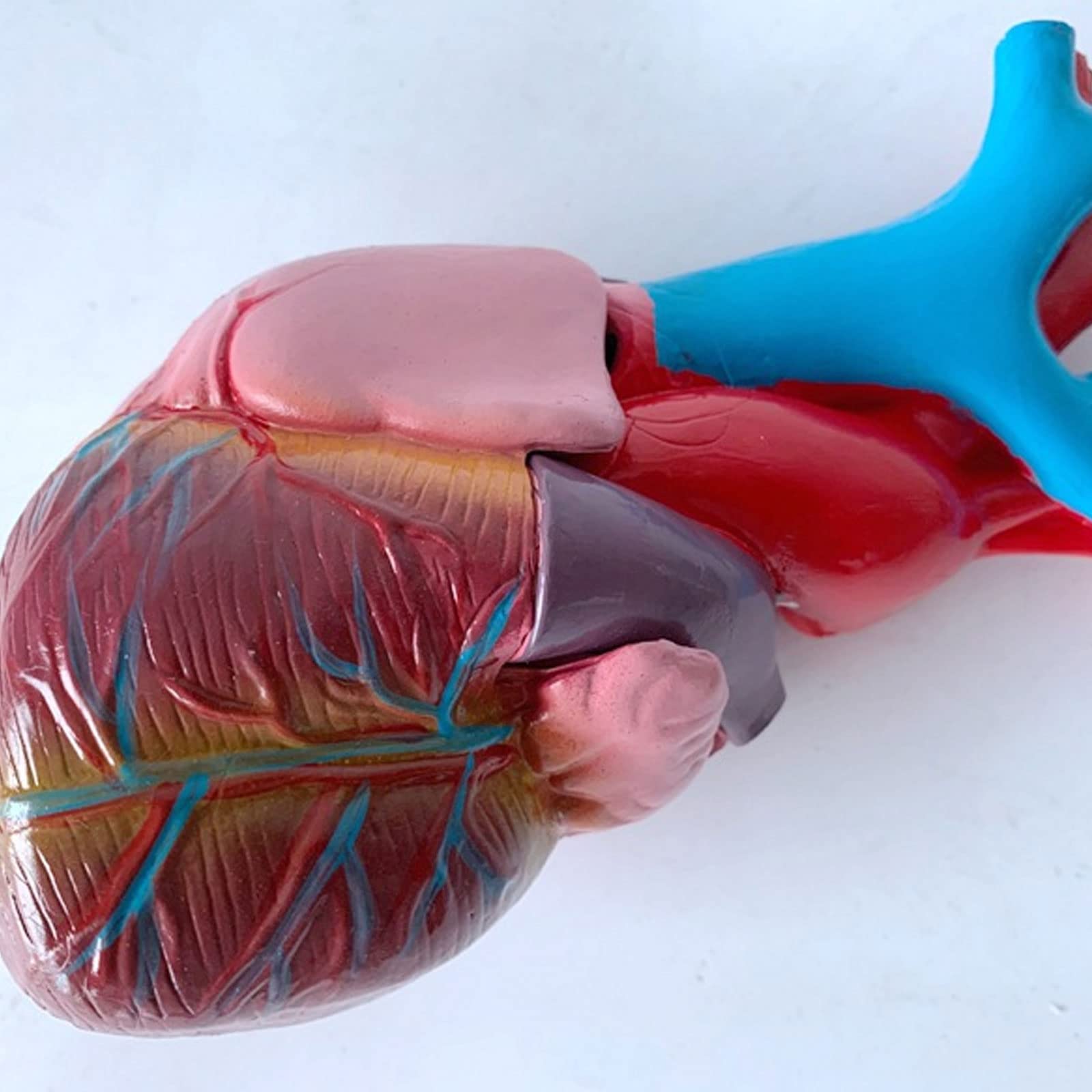 1:1 Cuerpo Humano Anatomía Cardíaca Desmontable Viscera Modelo De Enseñanza Médica Equipos Y Suministros Educativos