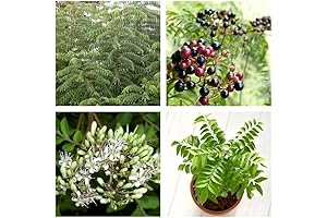 Curry Leaves Live Plant 12 to 16 Inches Tall in 4 Inch...