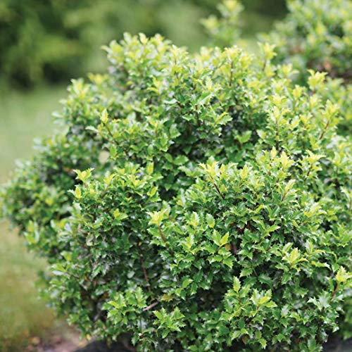 Castle Keep® Blue Holly - Ilex - 4" Pot - Proven Winners #TOP1