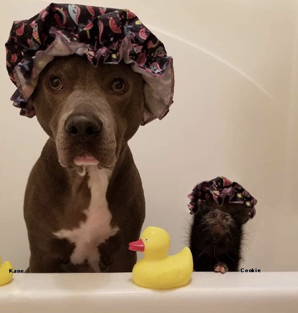 Piggy Poo and Crew All Natural Lavender Shampoo - Detergent Free - Does Not Strip Natural Oils - Made in USA - 26 Ounces - for Pigs, Dogs, and Other Small Animals