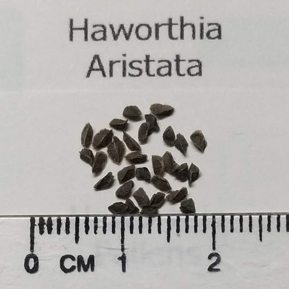 Amazon Co Jp 種子 Haworthia Aristata ハオルチア アリスタータ 翠蓮 ハオルシア 5粒 並行輸入品 ドラッグストア