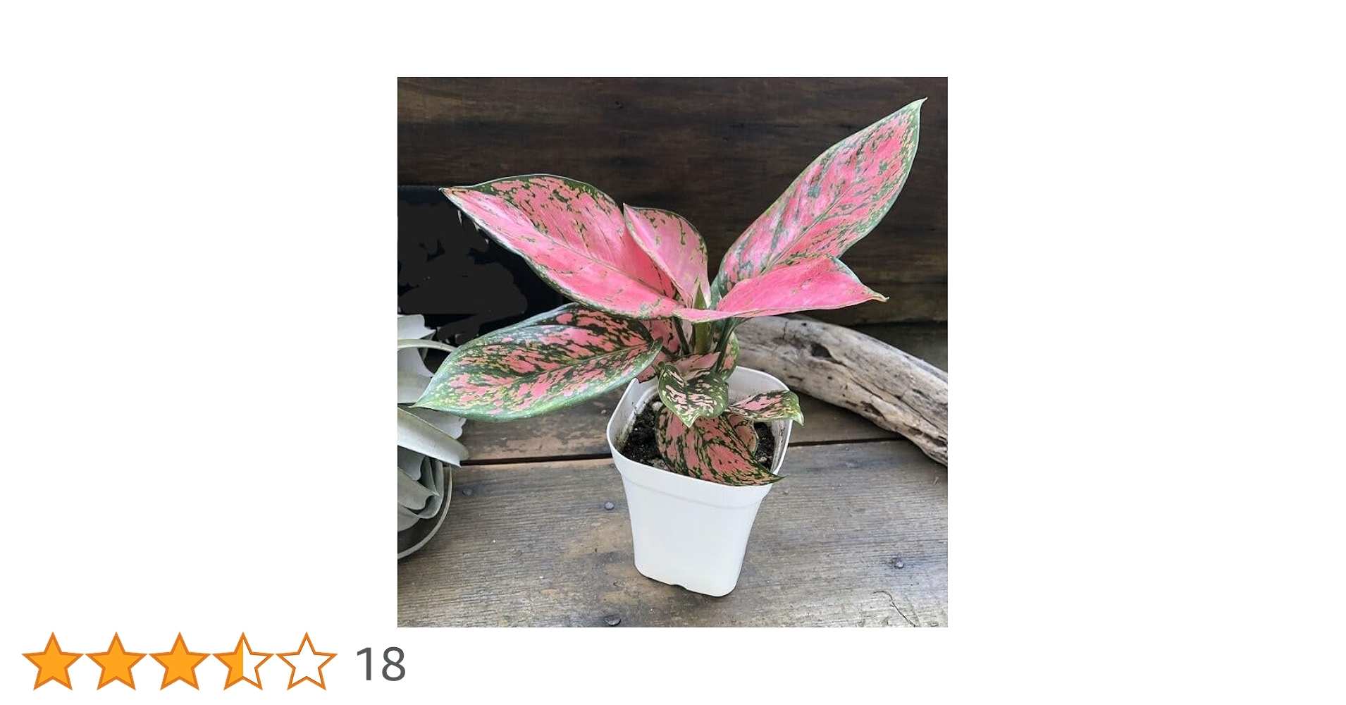 Amazon｜アグラオネマ 幸せになるタイの宝石 観葉植物｜観葉植物