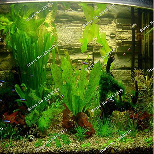 1bag A 200pcs Rare Aquarium Planten Java Moss Grass Seed | Desertcart Fiji