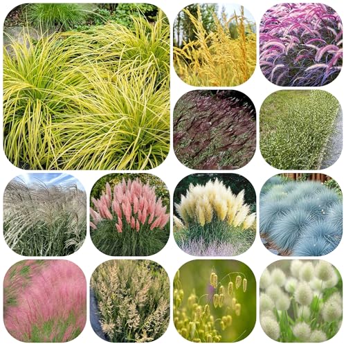 semillas de ornamental exterior, ornamentales resistentes. Pastos ornamentales resistentes maceta al aire libre arbustos hoja perenne invierno 300pcs