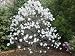 Royal Star Magnolia Tree - Live Plants Shipped 1 to 2 Feet Tall