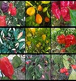cejrowski 1. AJI CAJAMARCA (10 SAMEN) 2. AJI JOBITA (10 SAMEN) 3. AJI CHOMBO (10 SAMEN) 4. OMNICOLORED AJI (10 SAMEN) 5. AJI LIMO (10 SAMEN) 6. AJI UMBA ROT (10 SAMEN) 7. AJI UMBA NORTEÑO (10 SAMEN) 8. GARTEN AJI (10 SAMEN) 9. AJI COCHABAMBA (10 SAMEN)