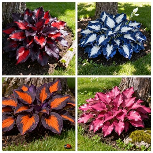 6 x PCS Hostas fáciles de cultivar, hostas perennes y hostas híbridas-6 PCS