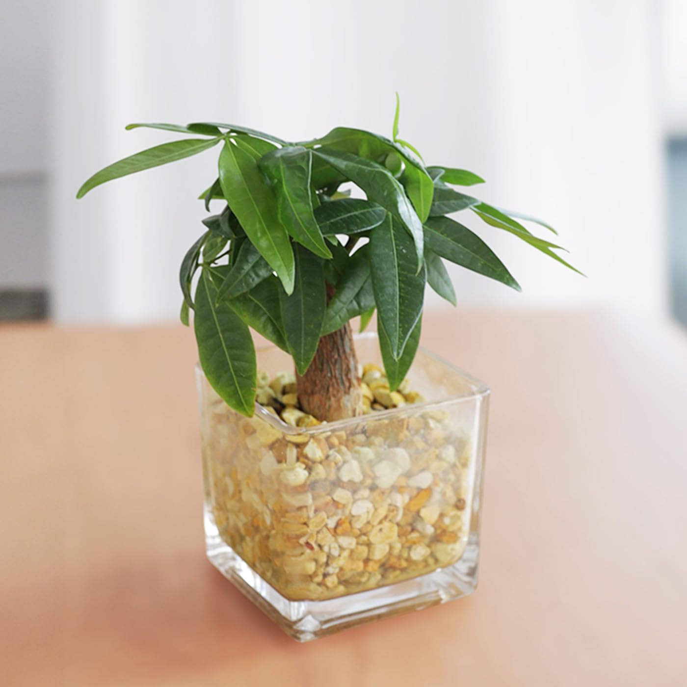 Amazon｜選べる 観葉植物 ハイドロカルチャー ゼオライト 小型