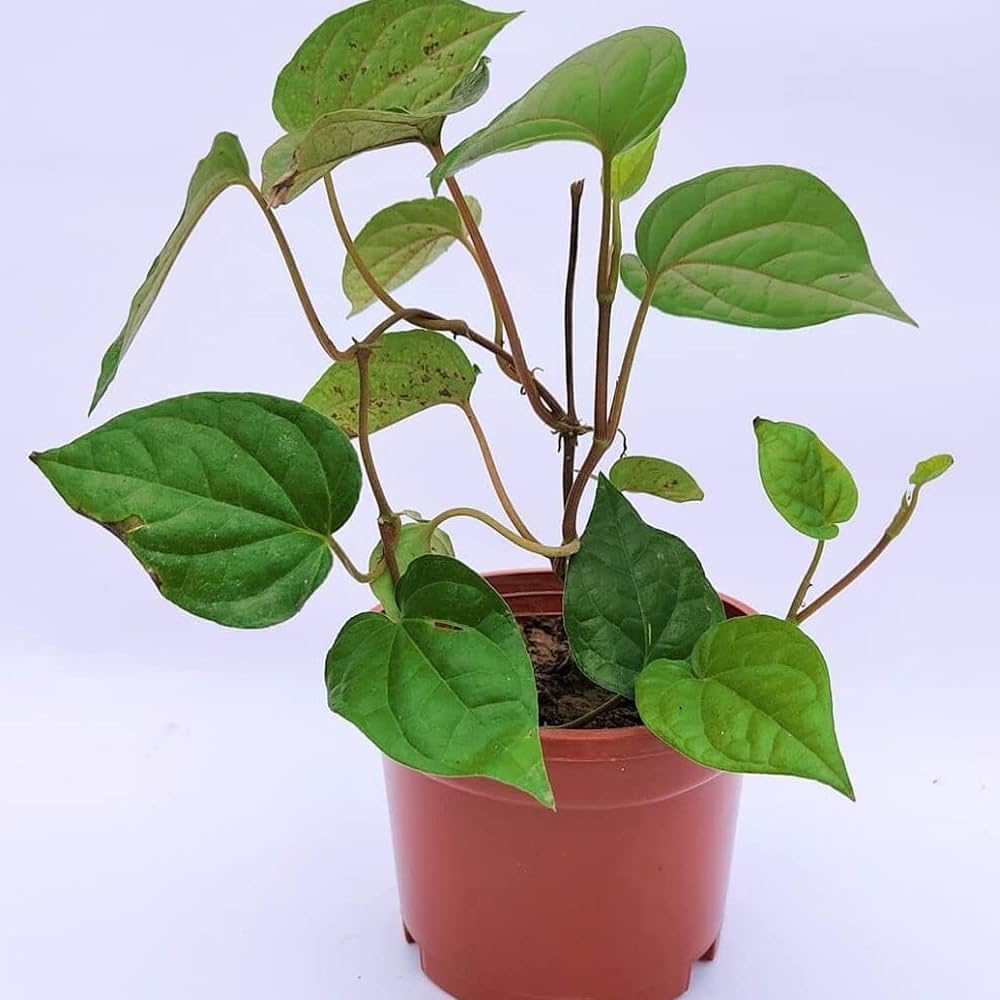 See full amazon price history chart for Paan Betel Leaf (Magai Paan) Plant(Pack Of-1)/Meetha Paan (Sweet Paan)/Piper betle Live Healthy Plant & Tree for home garden Paan Betel Leaf (Magai Paan) Plant(Pack Of-1)/Meetha Paan (Sweet Paan)/Piper betle Live Healthy Plant & Tree for home garden (B0D927168F) Amazon Price History, Amazon Price Tracker