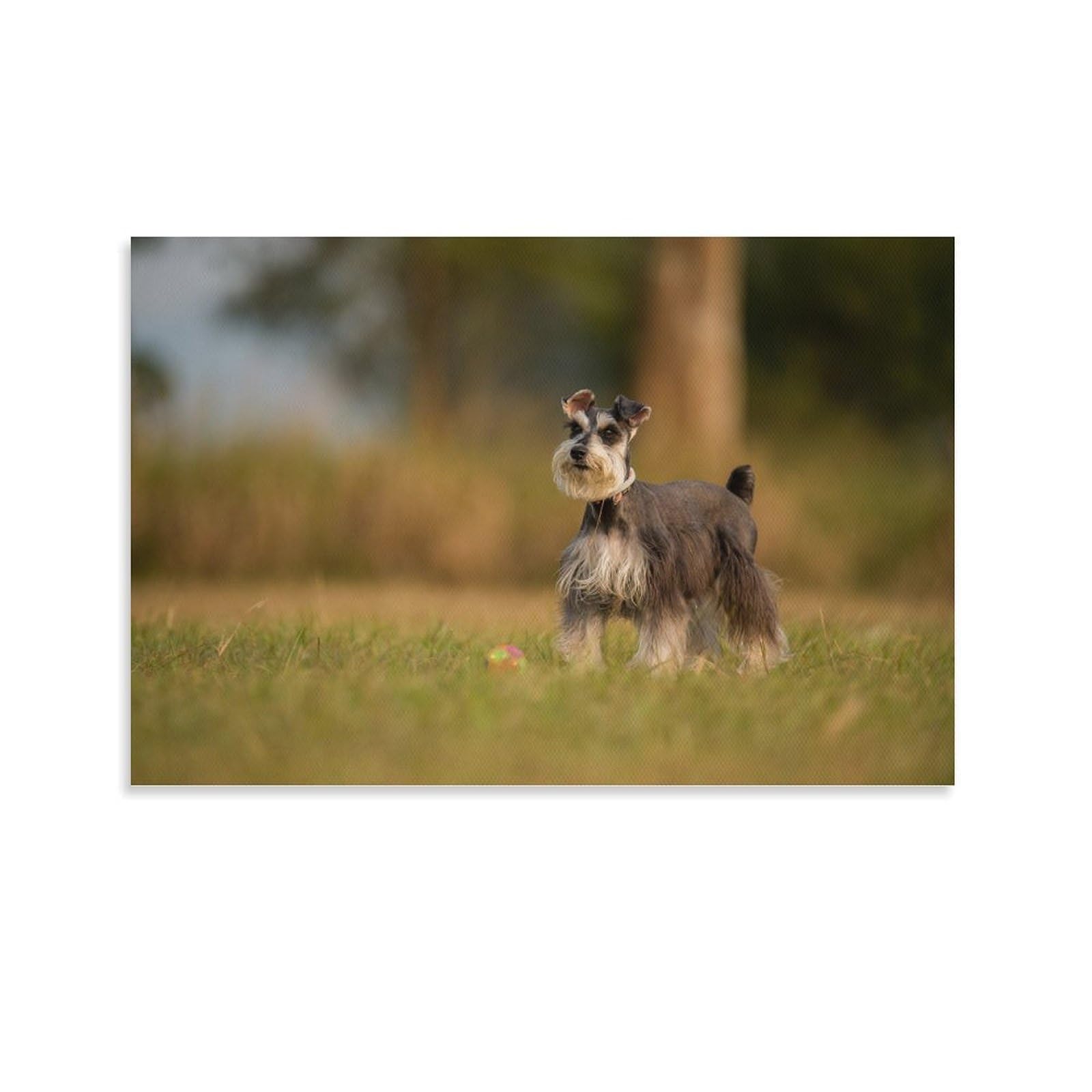 Poster Schnauzer de qualité supérieure - Impression sur toile d'art 60x90 - 8