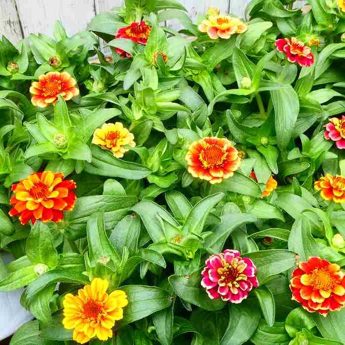 来年は午年❣️ヴィンテージ‼️オールドノリタケ❗️草原の草叢に馬のファミリー❣️親子3体 来年は午年❣️ヴィンテージ‼️オールドノリタケ❗️草原の草叢